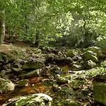 Pondside Forest *