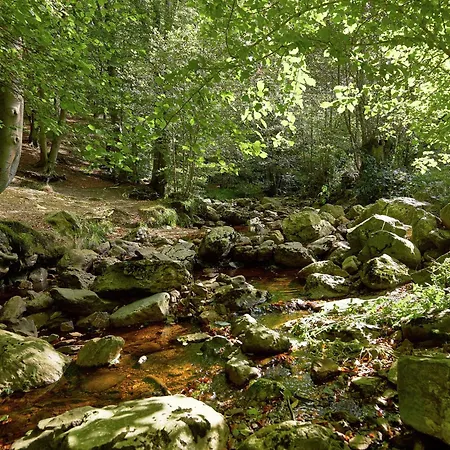 Pondside Forest *